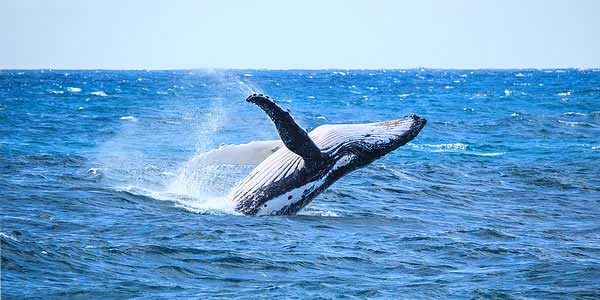 Adventures in Nature Merimbula